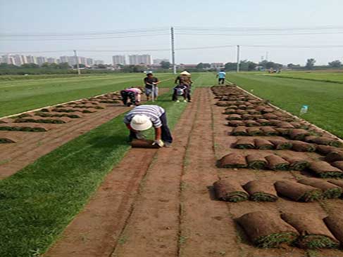 優(yōu)質(zhì)草坪6