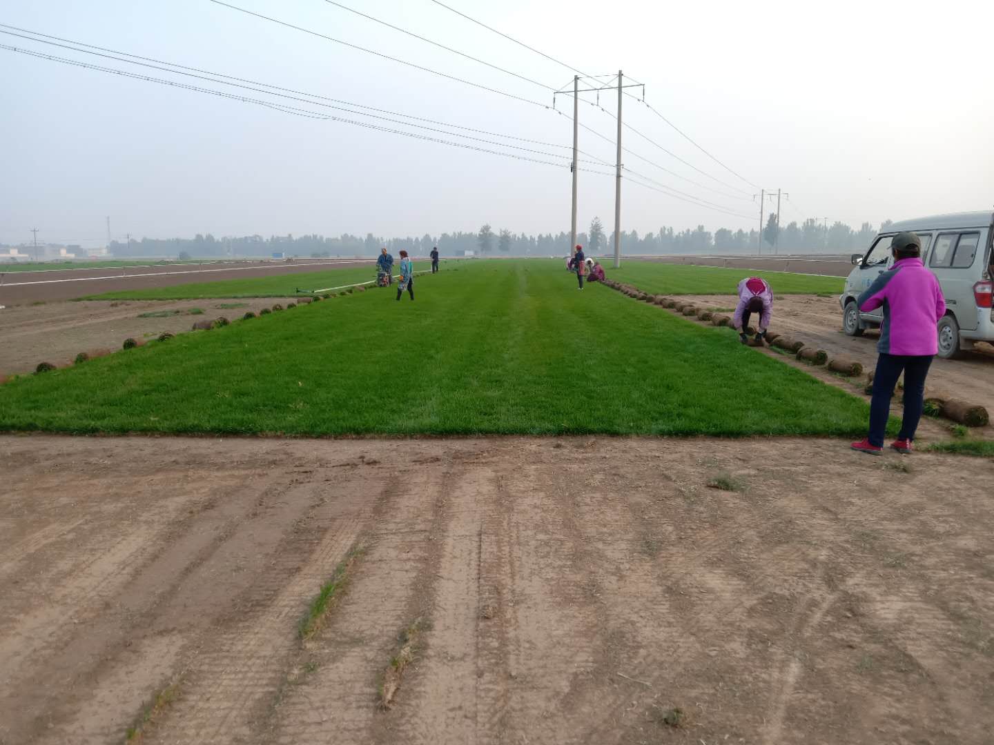 優(yōu)質(zhì)草坪3