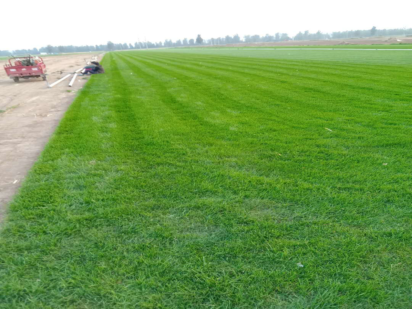 優(yōu)質(zhì)草坪4