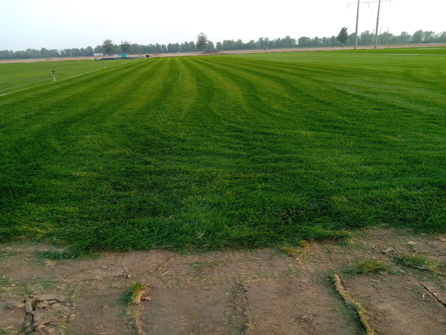 優(yōu)質(zhì)草坪2