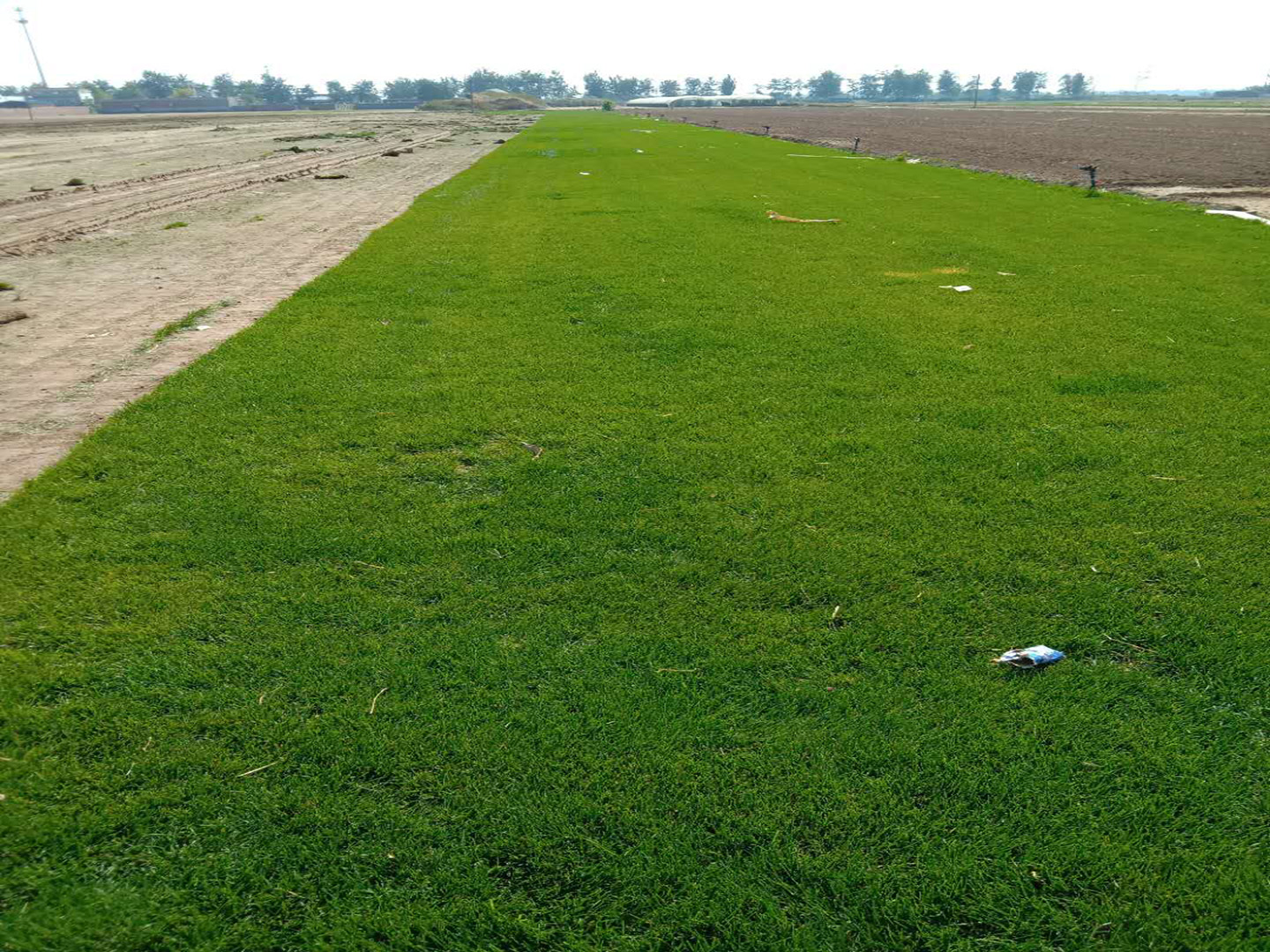 優(yōu)質(zhì)草坪1