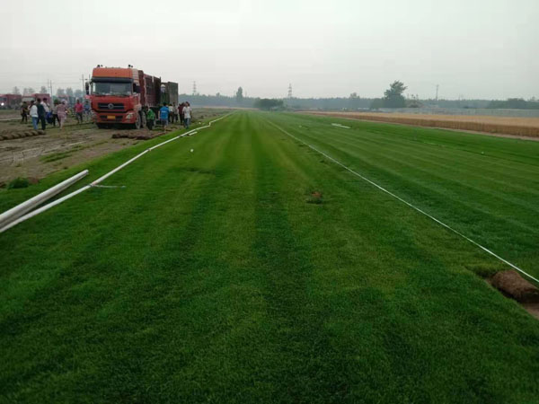 優(yōu)質(zhì)草坪7