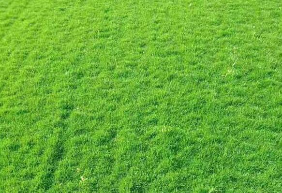 優(yōu)質(zhì)草坪5